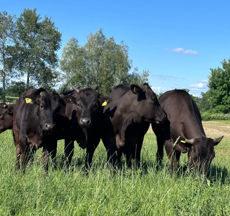 Steenholl Wagyu cattle standing together in a green pasture on the farm in Norwich, Ontario